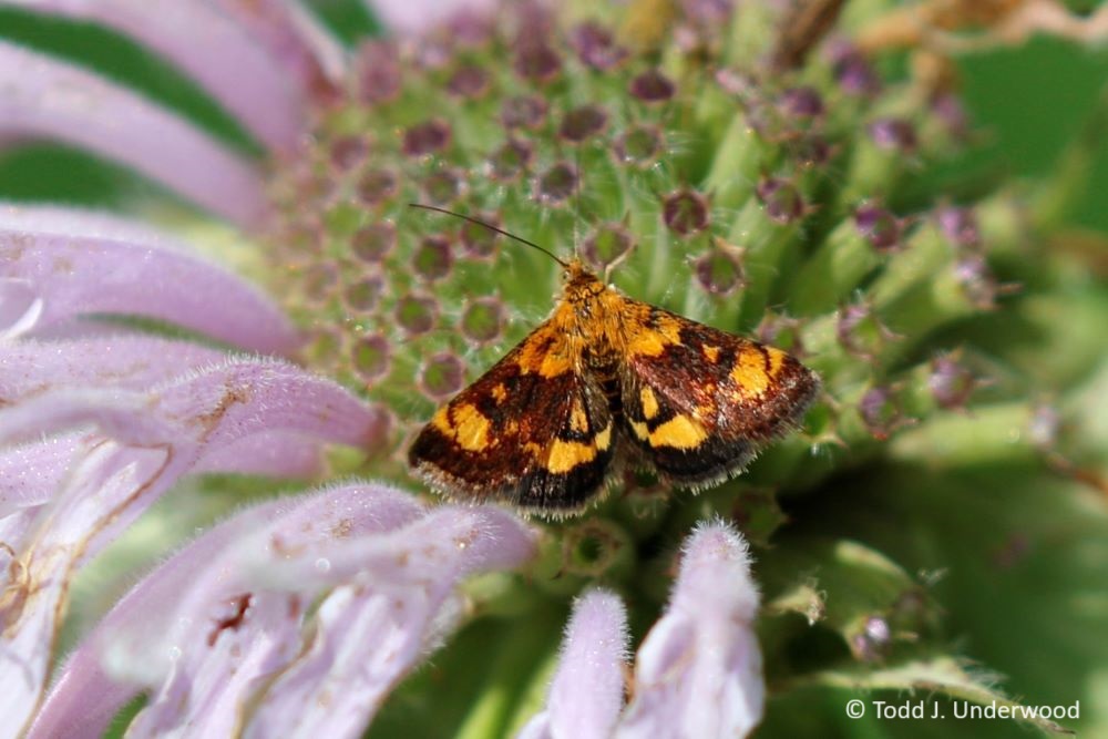 Orange Mint Moth on Wild Bergamot (Monarda fistulosa). 