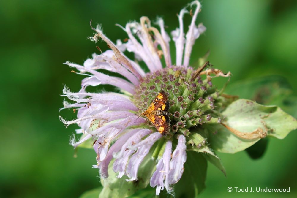 Orange Mint Moth on Wild Bergamot (Monarda fistulosa).