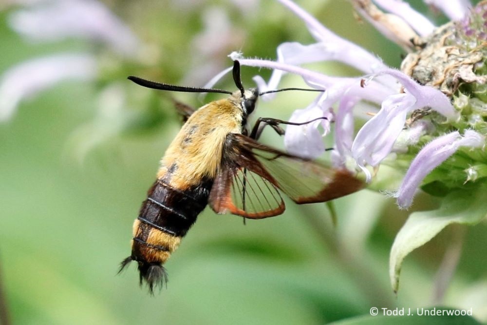 Snowberry Clearwing nectaring on Wild Bergamot (Monarda fistulosa) from 5 August 2020.