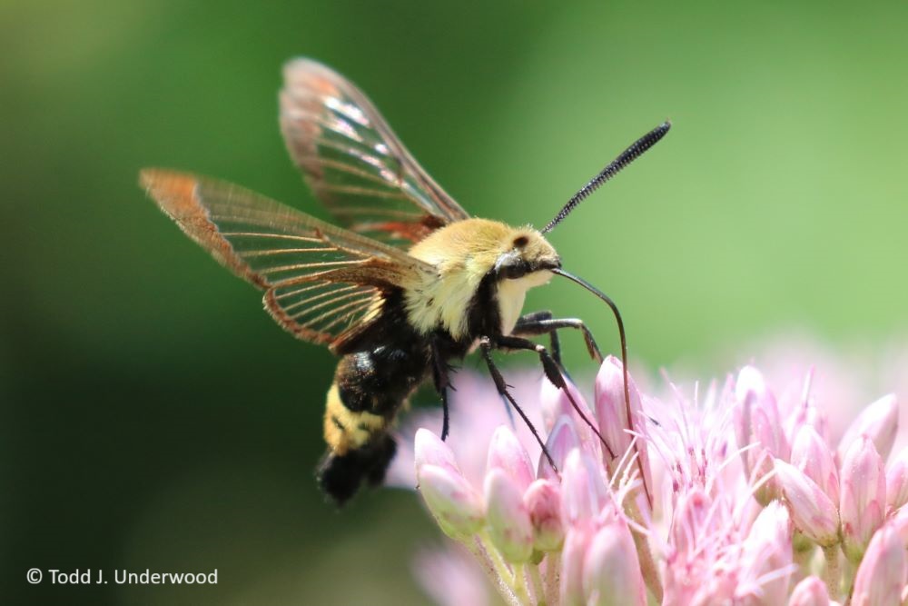 Snowberry Clearwing nectaring on Joe Pye Weed (Eupatorium species).