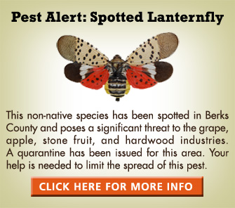 spottedlanternfly_2016