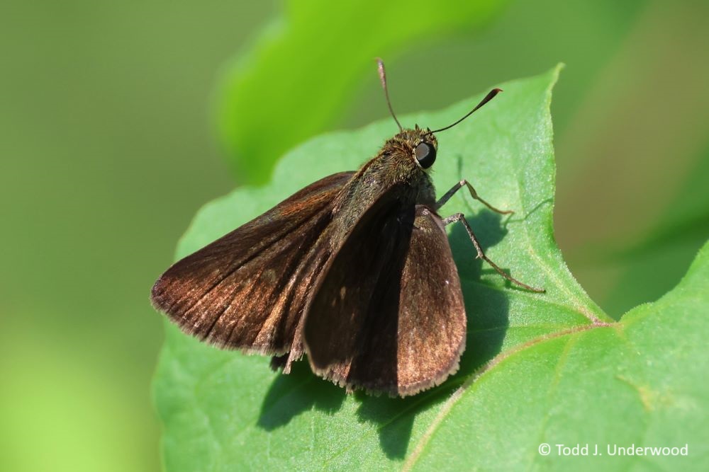 Dorsal view of a female Dun Skipper from 20 August 2023.