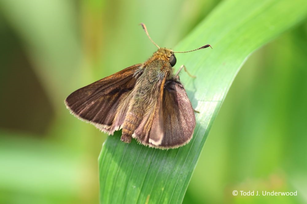 Dorsal view of a male Dun Skipper.