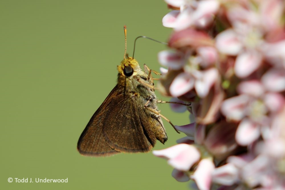 Ventral view of a of a Dun Skipper on Common Milkweed (Asclepias syriaca).
