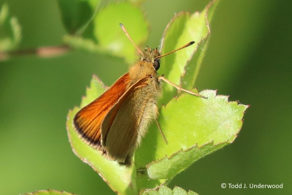 A European Skipper with slightly spread wings from 11 June 2019.