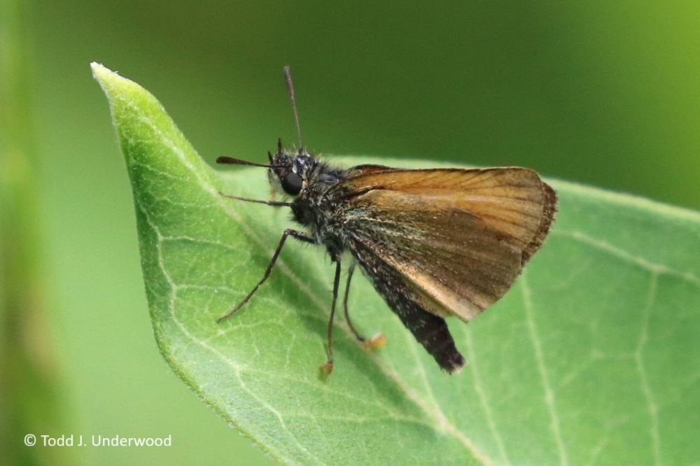 Ventral view of a European Skipper from 28 June 2020.
