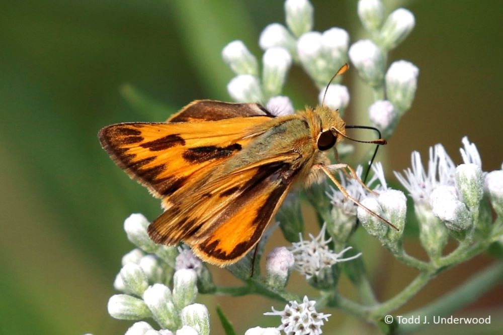 Dorsal view of a male Fiery Skipper on Boneset (Eupatorium perfoliatum).