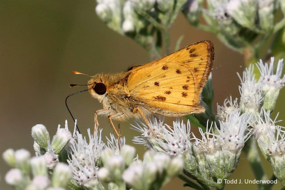 Ventral view of a of a male Fiery Skipper on Boneset (Eupatorium perfoliatum).