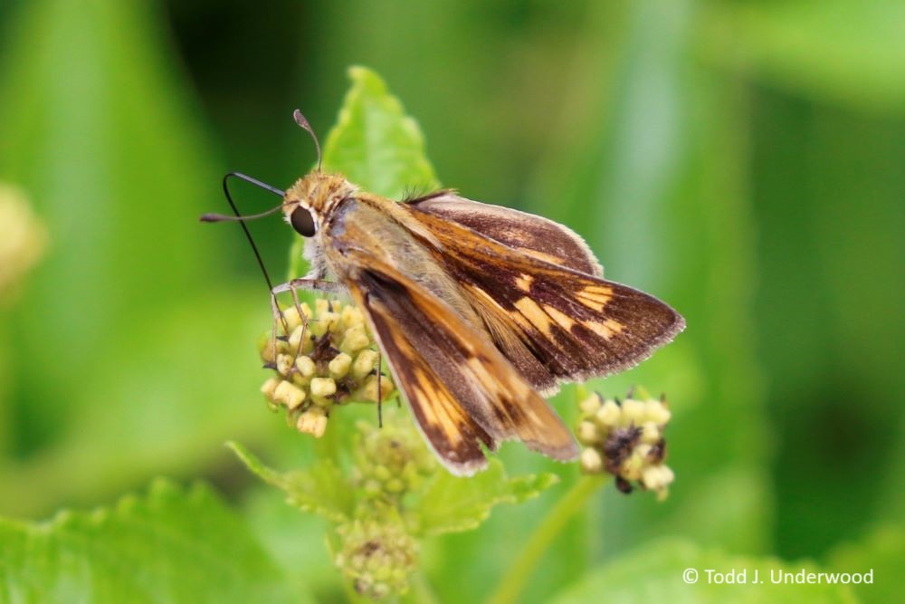 Dorsal view of a female Fiery Skipper.