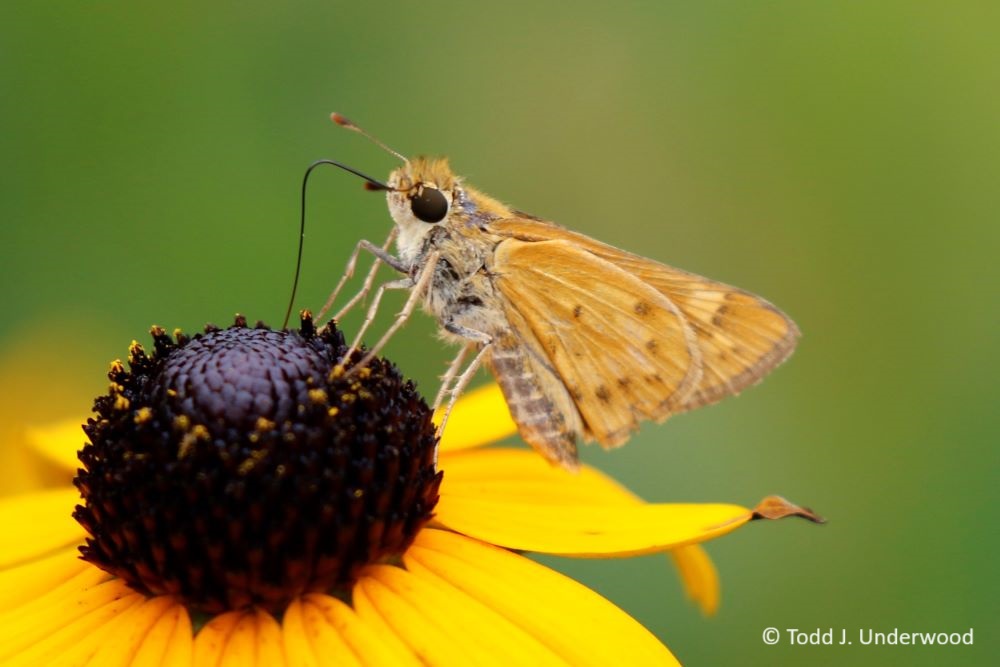 Ventral view of a female Fiery Skipper on Black-eyed Susan (Rudbeckia species).