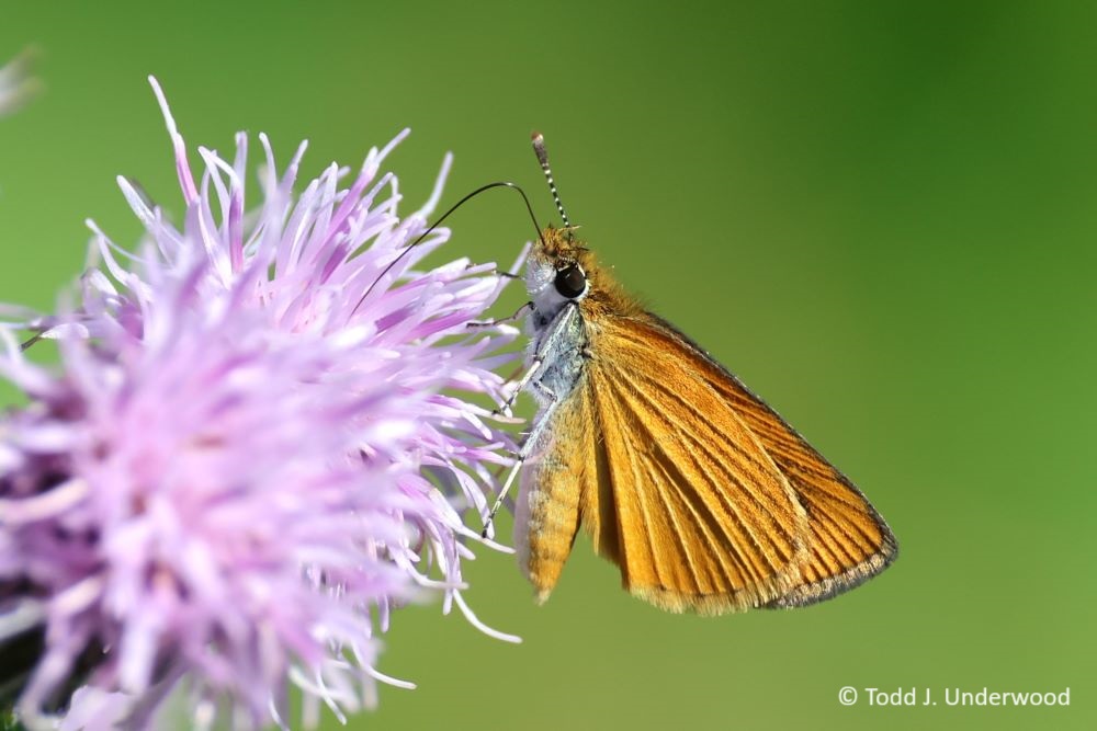 Ventral view of a Least Skipper.