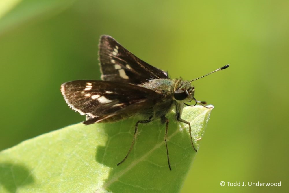 Dorsal view of a male Little Glassywing.