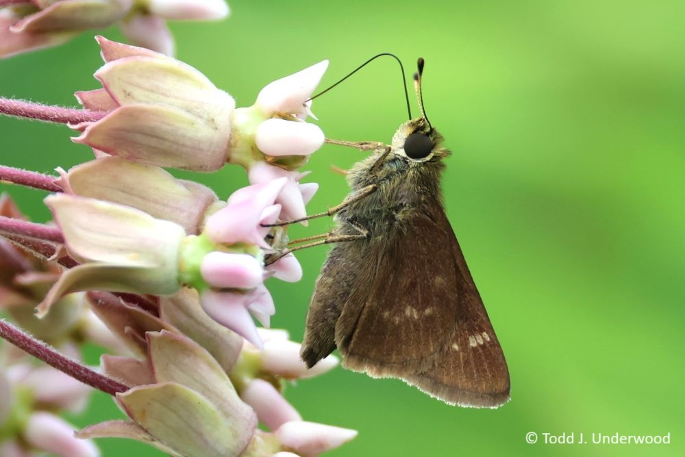 Ventral view of a Little Glassywing on Common Milkweed (Asclepias syriaca).