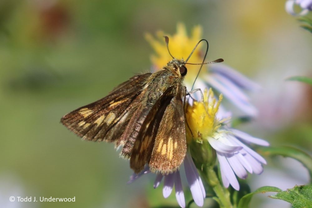 Dorsal view of a female Peck’s Skipper on Aster (Symphotrichum) from 14 October 2019.