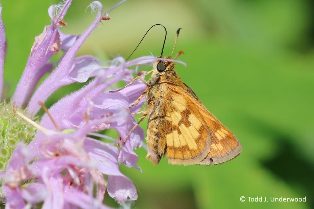 Ventral view of a Peck’s Skipper on Wild Bergamot (Monarda fistulosa).