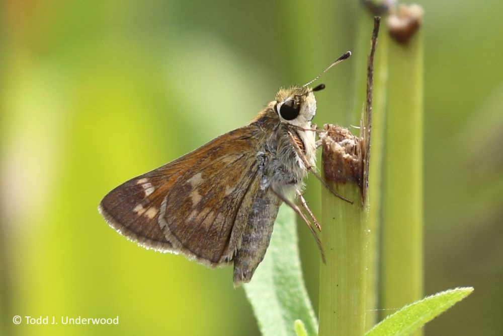 Ventral view of a of a female Sachem.