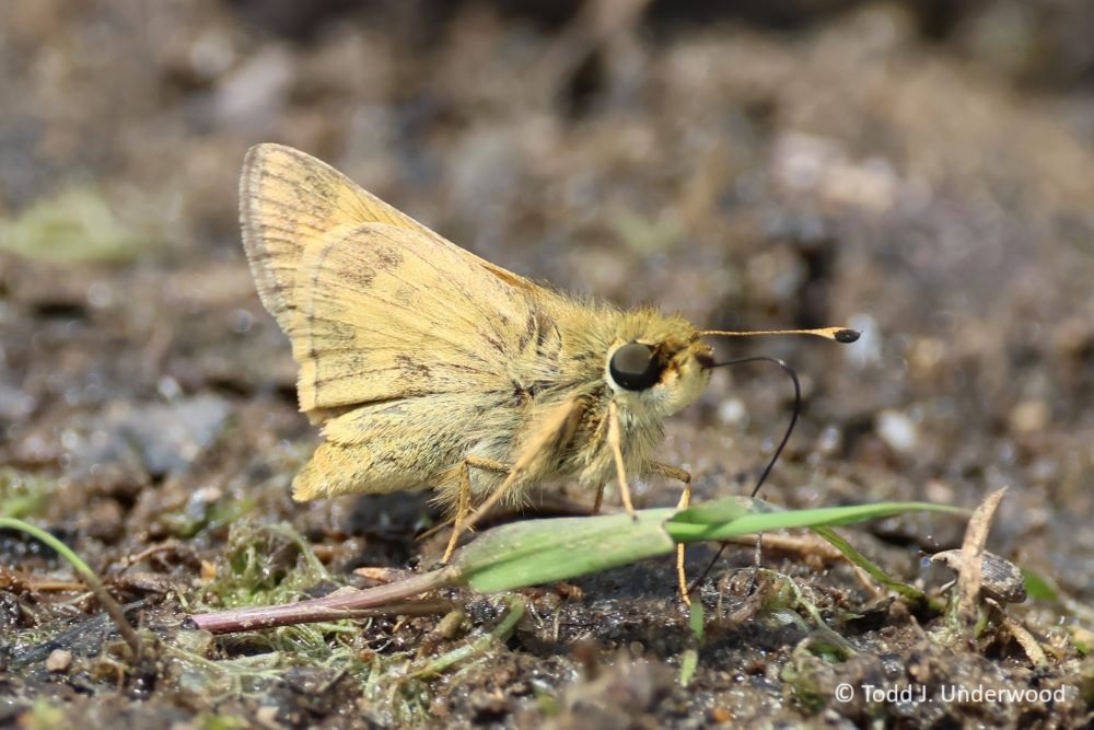 Ventral view of a of a male Sachem.