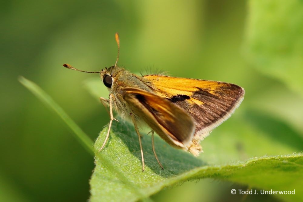 Dorsal view of a male Tawny-edged Skipper.