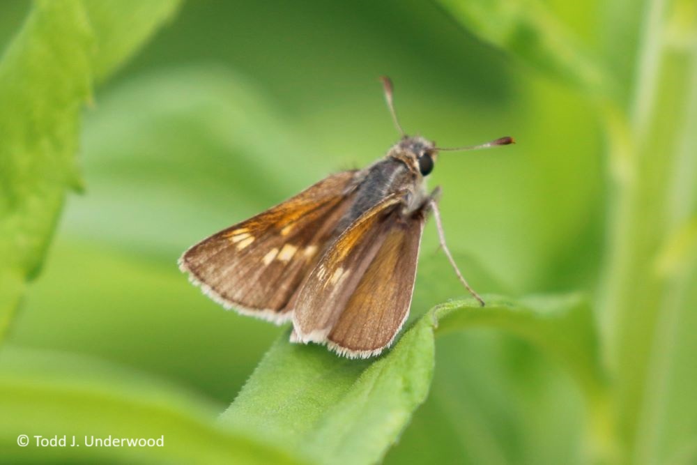 Dorsal view of a female Tawny-edged Skipper.