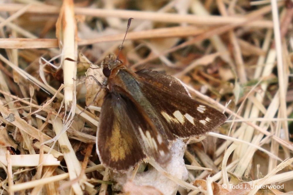 Dorsal view of a female Zabulon Skipper.