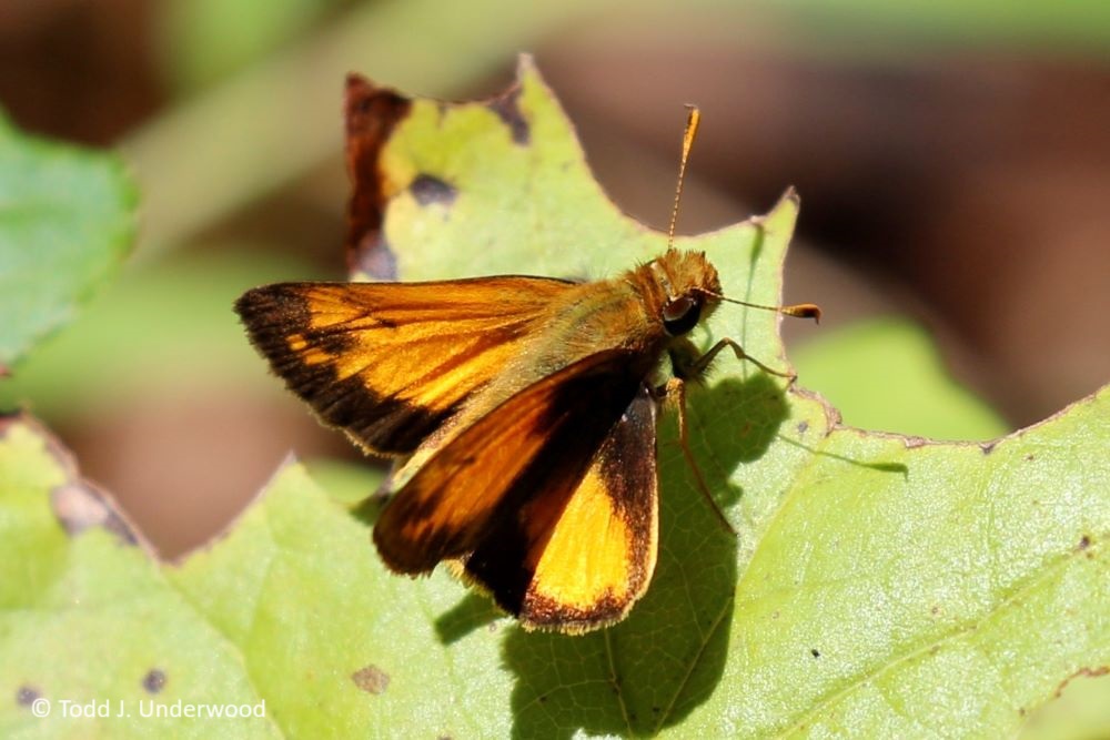 Dorsal view of a male Zabulon Skipper.