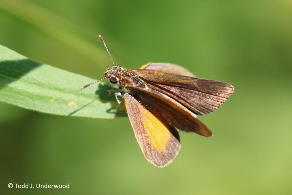 Dorsal view of a Least Skipper