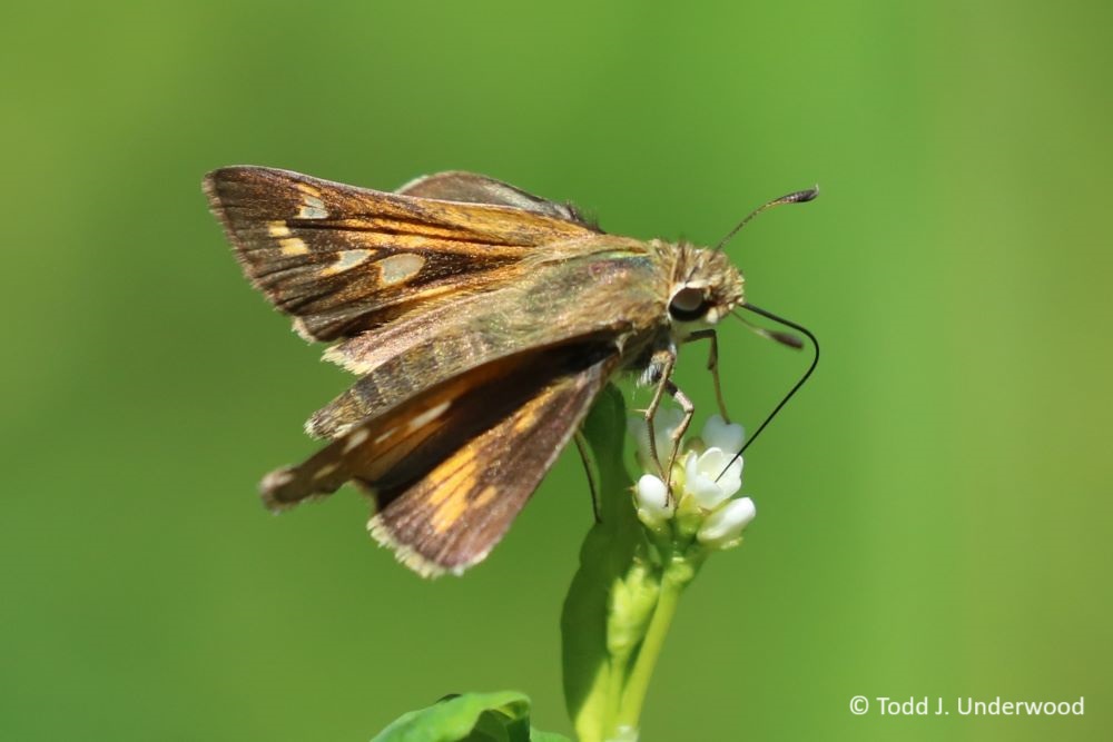 Dorsal view of a female Sachem.