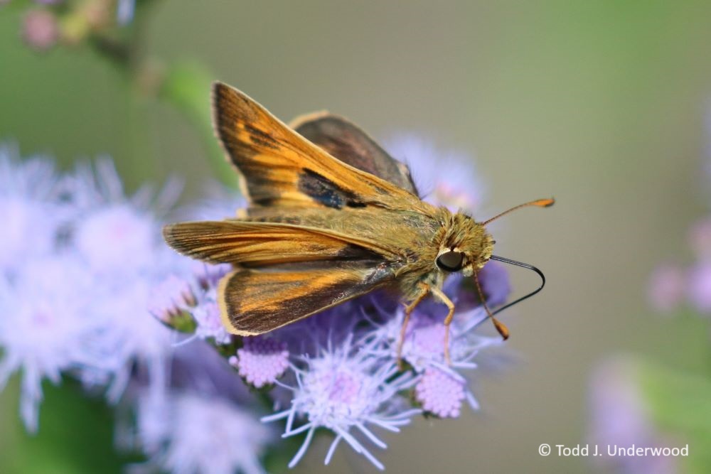 Dorsal view of a male Sachem on Mistflower (Conoclinium coelestinum)