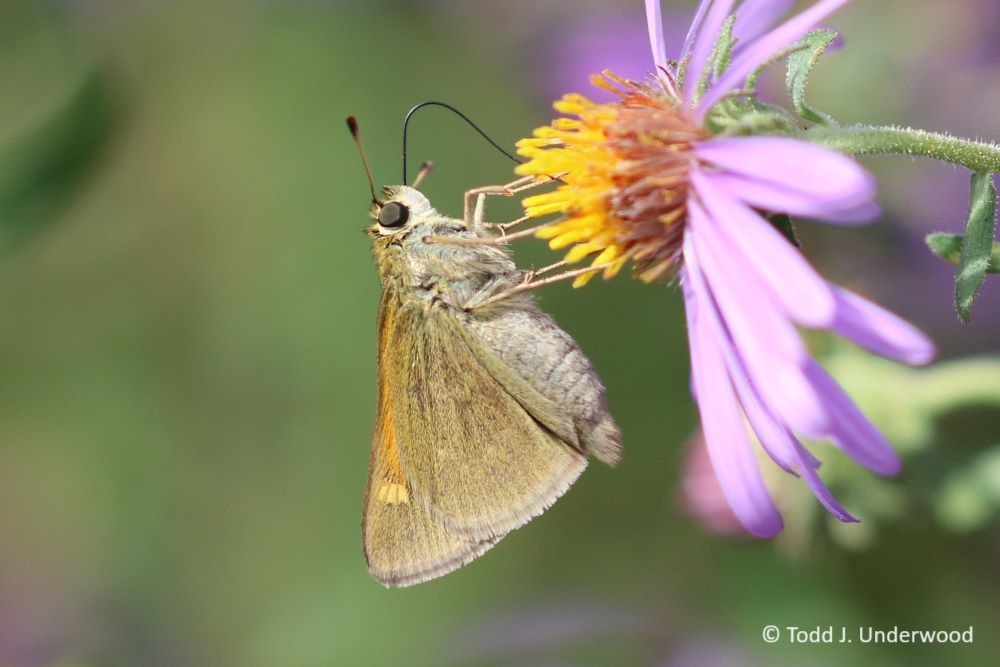 Ventral view of a Tawny-edged Skipper on Aromatic Aster (Symphotrichum oblongifolium).