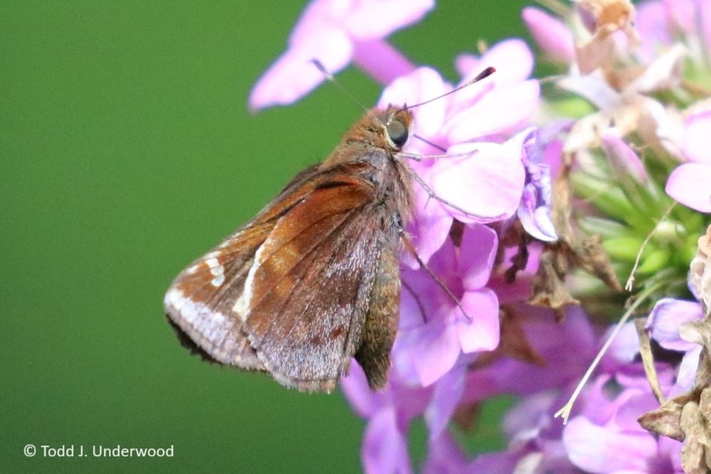 Ventral view of a of a female Zabulon Skipper on Garden Phlox (Phlox paniculata).