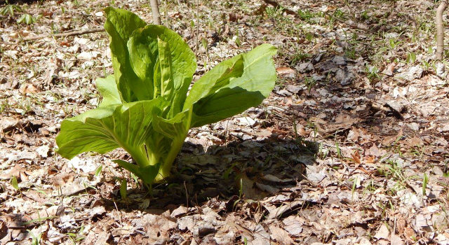 Index of /wp-content/uploads/north-park-native-plants