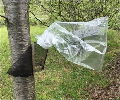 spotted lantern fly circle trap spotted lantern fly circle trap