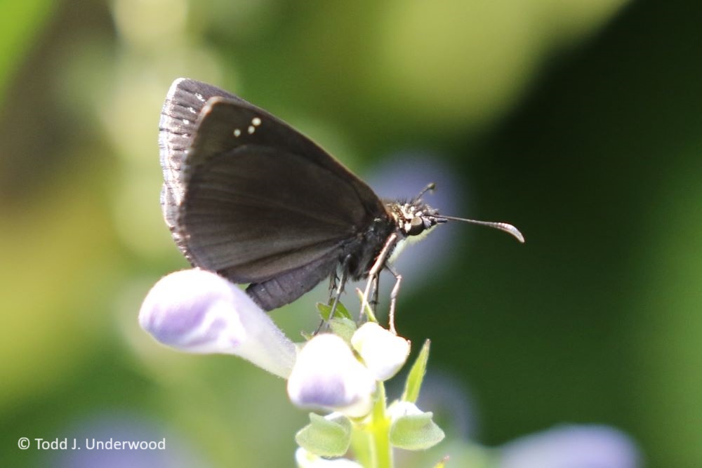 Ventral view of a Common Sootywing on Skullcap (Scutellaria incana).