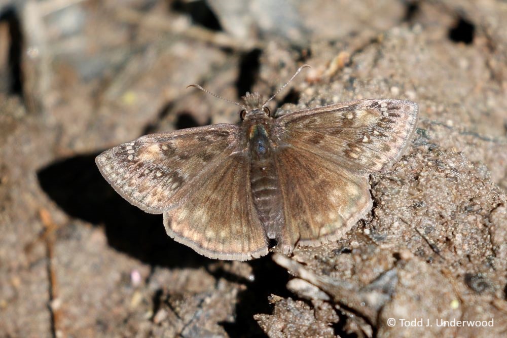 Dorsal view of a male Juvenal’s Duskywing.