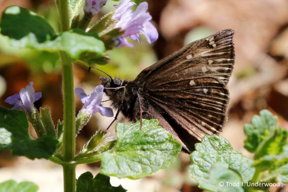 Ventral view of a of a male Juvenal’s Duskywing on Ground Ivy (Glechoma hederacea). 