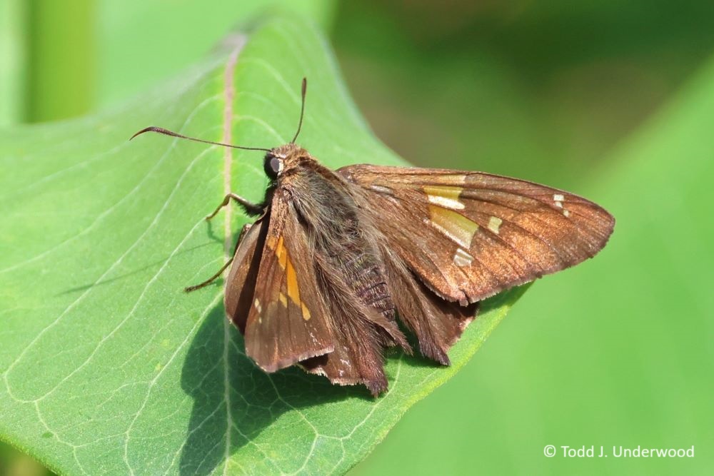 Dorsal view of a Silver-spotted Skipper from 2 July 2023. 