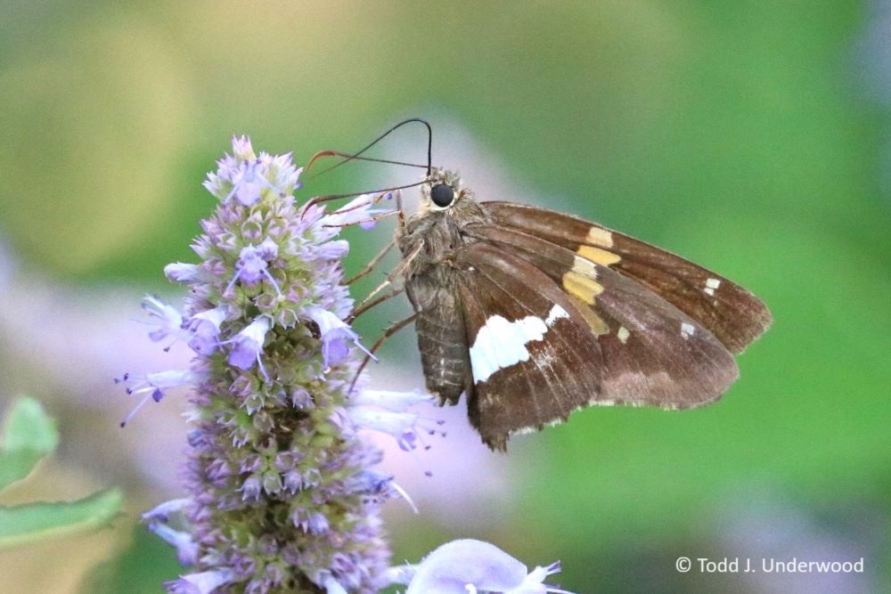 Ventral view of a Silver-spotted Skipper on Anise Hyssop (Agastache Foeniculum) from 8 August 2018.
