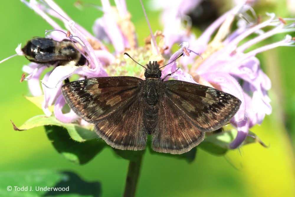 Dorsal view of a Wild Indigo Duskywing female from 4 September 2023.