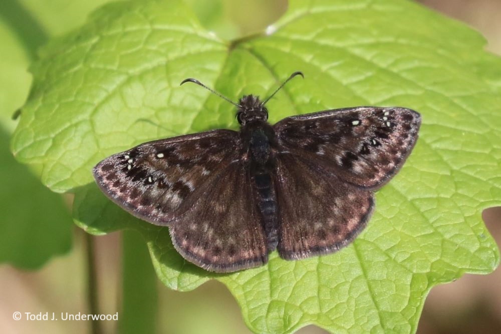 Dorsal view of a Wild Indigo Duskywing male from 28 April 2020.