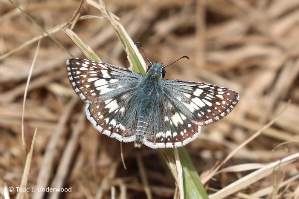 Dorsal view of a male Common Checkered-Skipper.