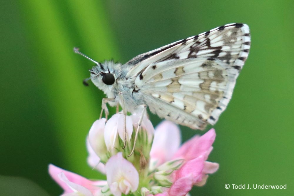 Ventral view of a Common Checkered-Skipper on White Clover (Trifolium repens).