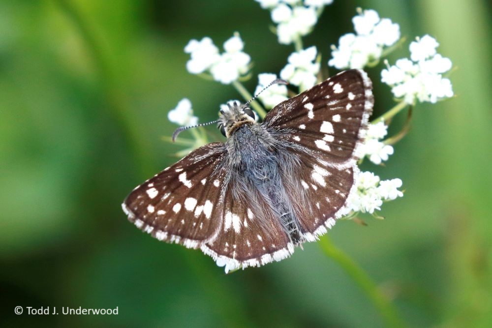 Dorsal view of a female Common Checkered-Skipper.