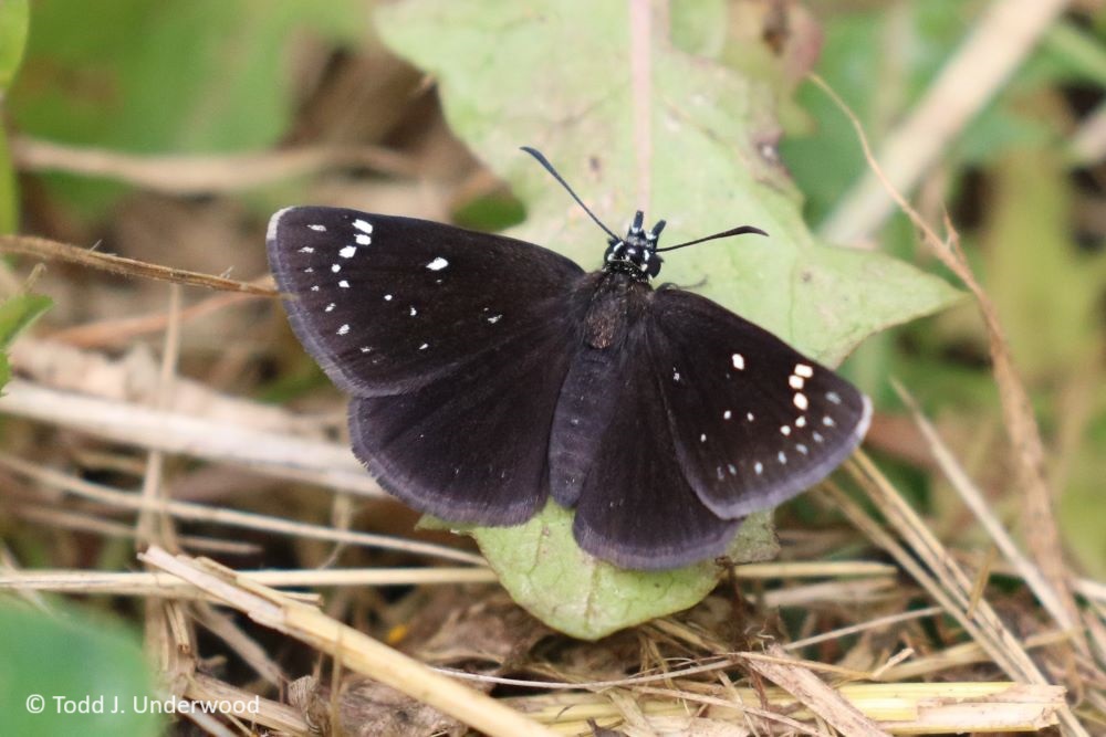 Dorsal view of a Common Sootywing.