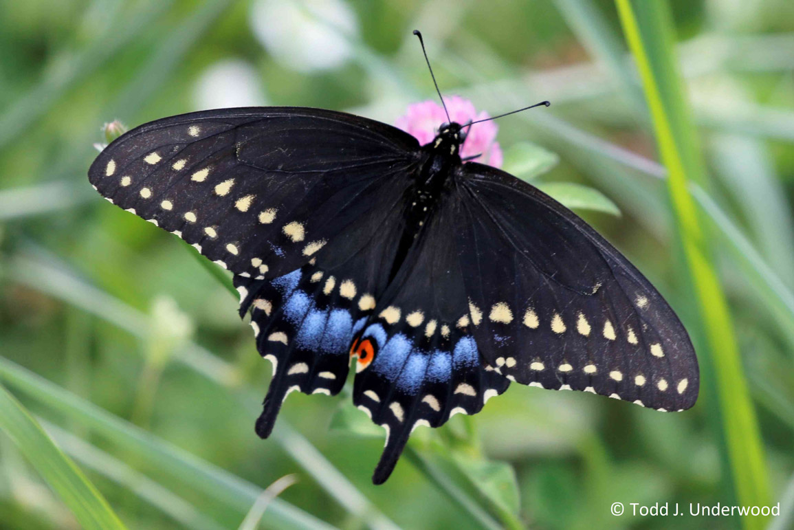 Dorsal view of female Black Swallowtail.