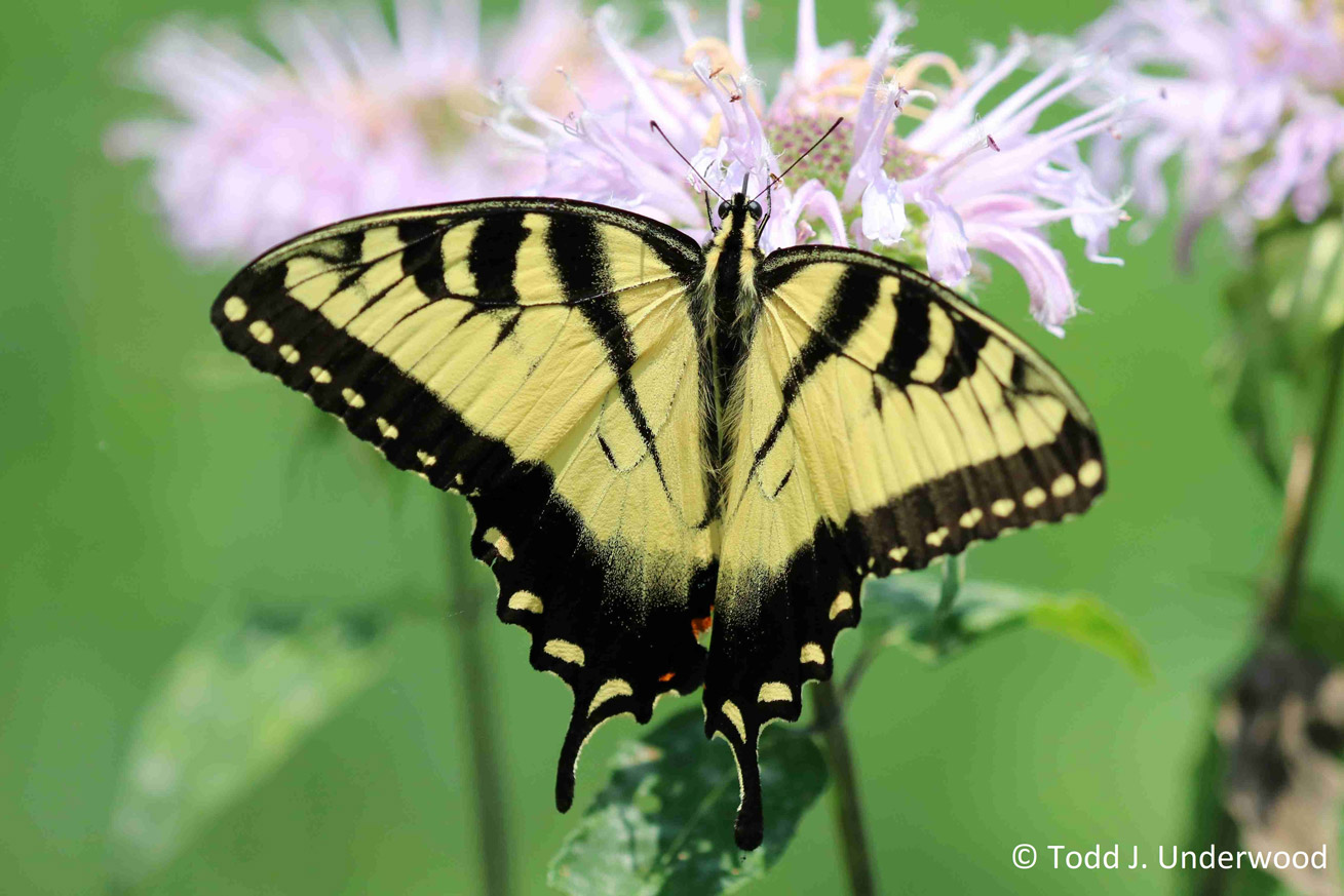 Dorsal view of typical yellow form male Eastern Tiger Swallowtail from July 28, 2019.