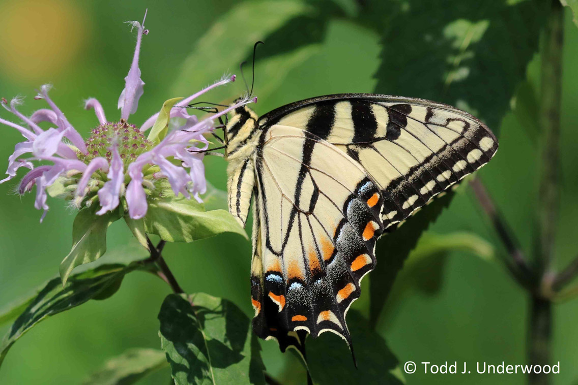 Ventral view of typical yellow form male Eastern Tiger Swallowtail from July 28, 2019.