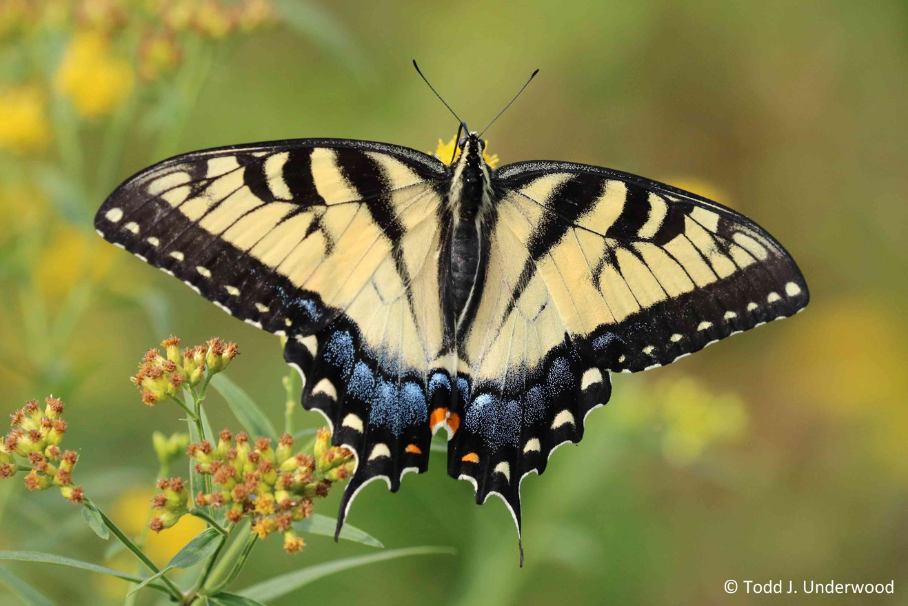 Dorsal view of typical yellow form female Eastern Tiger Swallowtail.