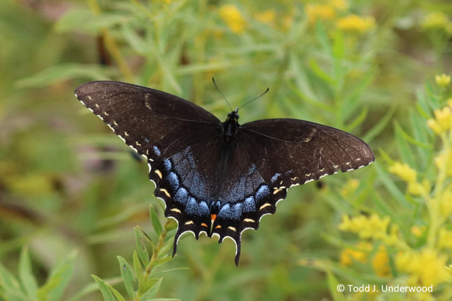 Dorsal view of dark form female Eastern Tiger Swallowtail.