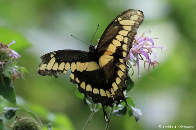 Dorsal view of tattered male Giant Swallowtail from September 7, 2019.