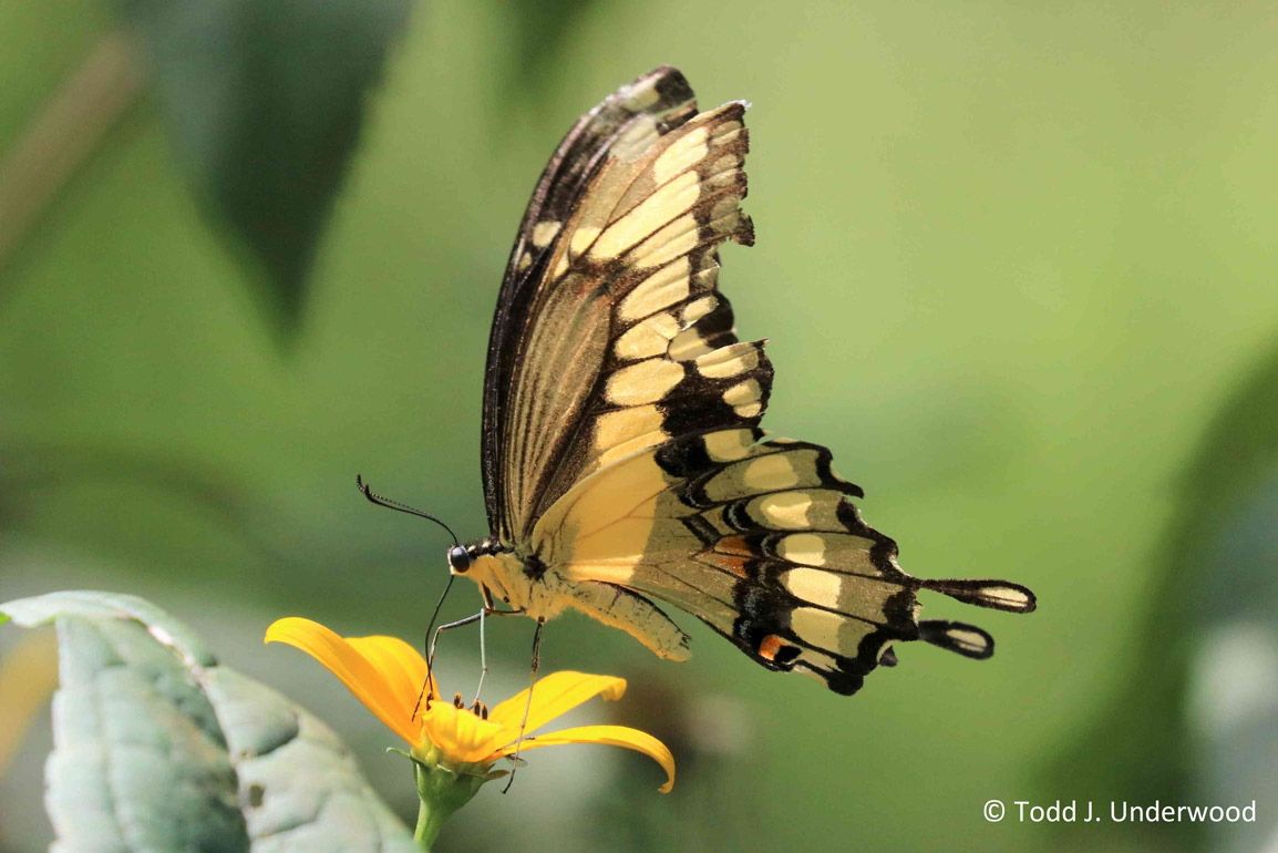 Ventral view of tattered male Giant Swallowtail from September 7, 2019.